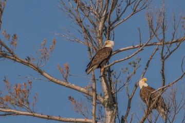 Mating pair of bald eagles in tree