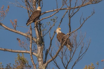 Mating pair of bald eagles