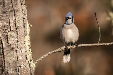 Blue jay on branch