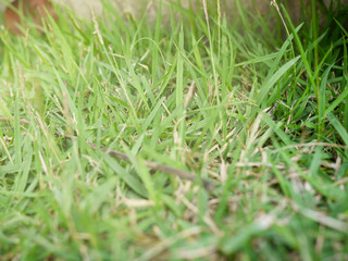 green grass with water drops