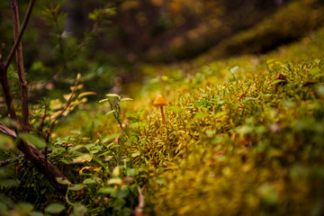 Tiny mushroom