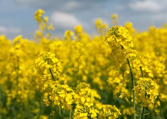 detail of flowering rapeseed canola or colza field