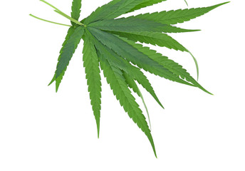 marijuana green leaf on white background