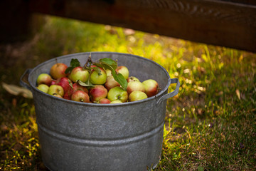 September Ruby apples in a galvanized bucket