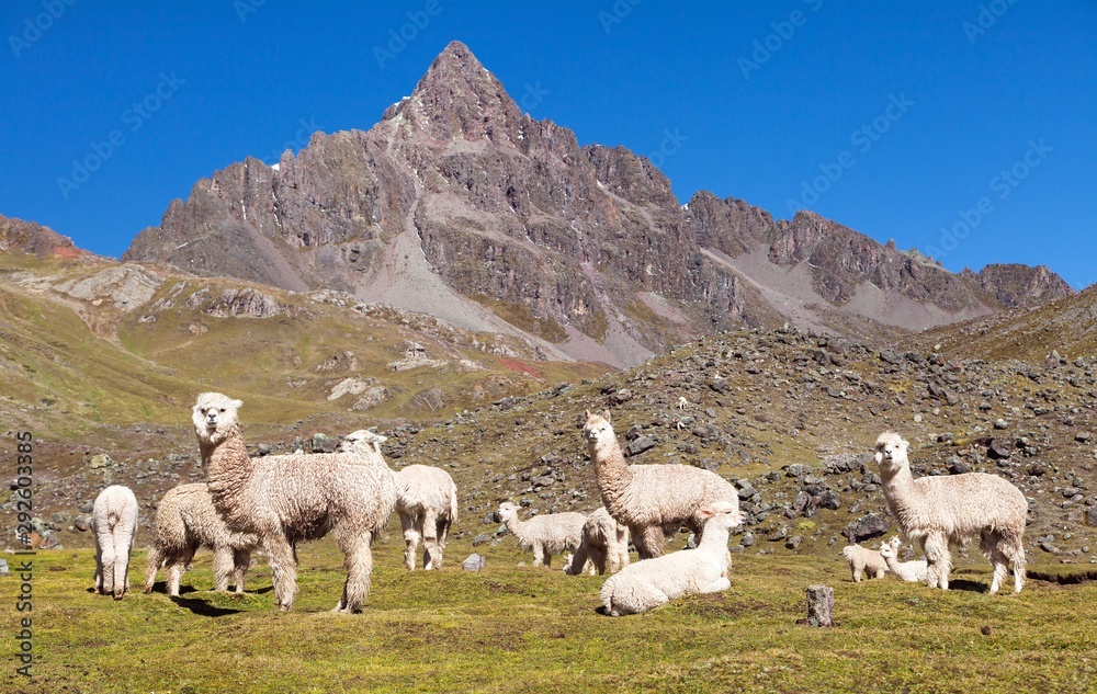 Canvas Prints llama or lama, andes mountains,