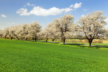 road and alley of flowering cherry trees