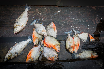 Piranhas from Pacaya river