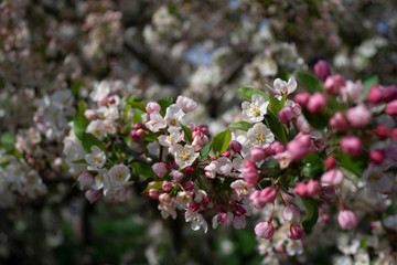 Japanese Flowering Crabapple