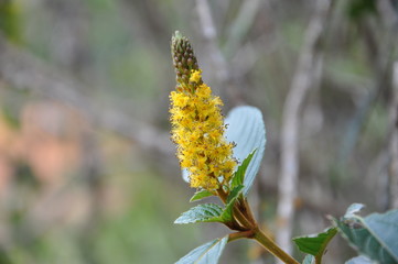 Pico da Bandeira - Minas Gerais - Brasil