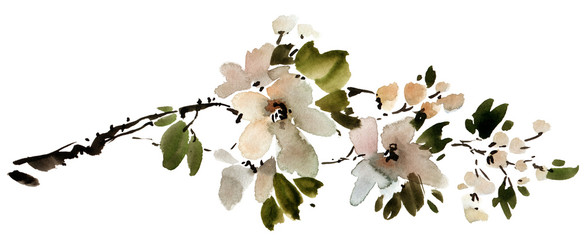 Blossom apple tree branch © ola_tarakanova