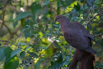 brown pigeon and black berry