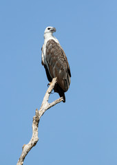 White-bellied sea eagle, Corroborree Billabong, Northern Territory, Australia