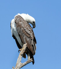 White-bellied sea eagle, Corroborree Billabong, Northern Territory, Australia