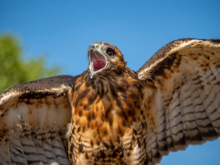 Red-Tailed Hawk 3
