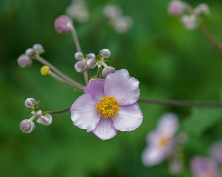Delicate pink and yellow flower with blurred background