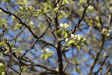 Spring blooming garden in may