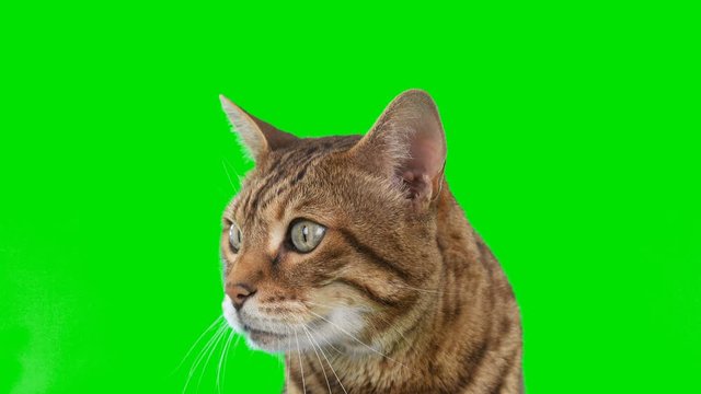 4K Bengal cat on green screen isolated with chroma key, real shot. Close-up portrait of cat sitting down looking around