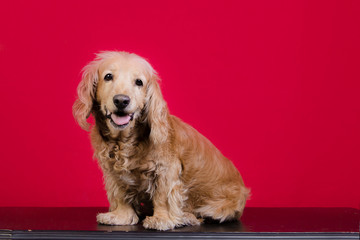 Perro cocker español dorado sentado en fondo rojo