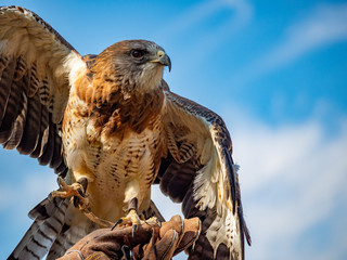 Swainson's Hawk
