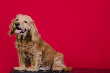 Perro cocker español dorado sentado en fondo rojo
