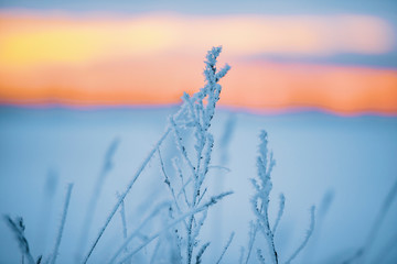 Winter landscape, snow and frost covered grass branch.