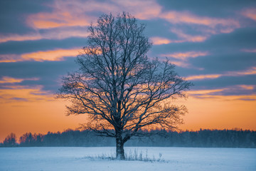Big old tree in open field landscape during winter sunset. (High ISO image)