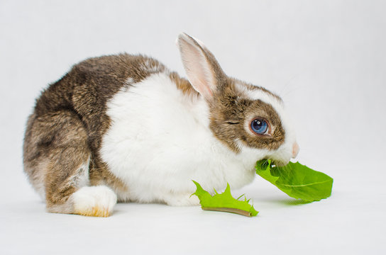 Grey and white dwarf rabbit with blue eyes bite in two green sappy dandelion leaf on white background