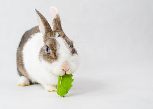 Grey and white dwarf rabbit with blue eyes eating green sappy dandelion leaf on white background