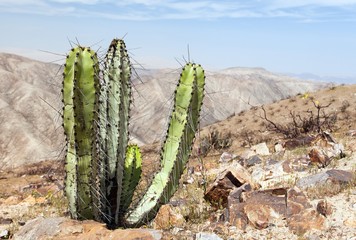 Cactus in desert landscape near Cerro Blanco, Nazca