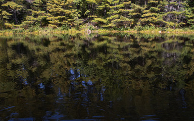 reflection of trees in the water