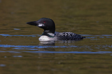 Close up of a Common Loon (Gavia immer) in northern Ontario