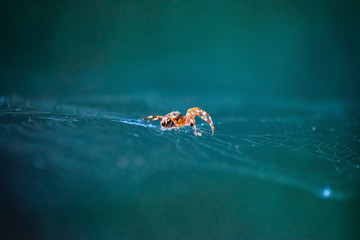 a small yellow spider sits on a transparent web. photo in blue