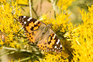 Admiral butterfly on goldenrod plant
