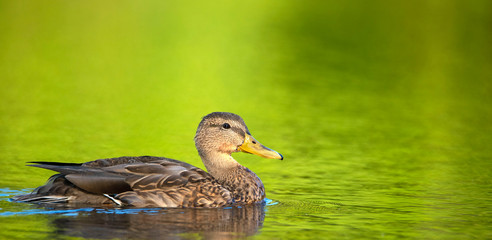 Mallard Duck