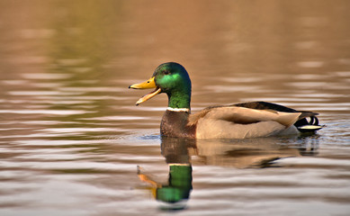 Obraz premium Mallard Duck in Lake
