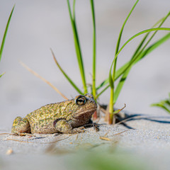 Frog on Sand