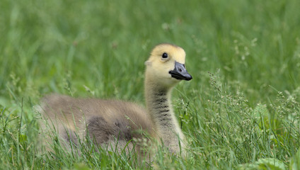 Gosling in Green Grass