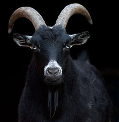 Goat Black Background