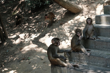 Familia de macacos en el bosque