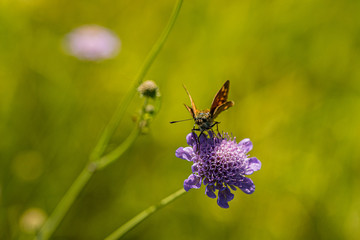 Nature