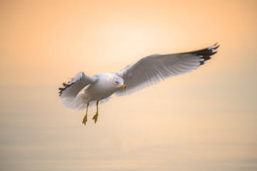Gull in Flight Sunrise