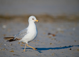 Gull on Beach