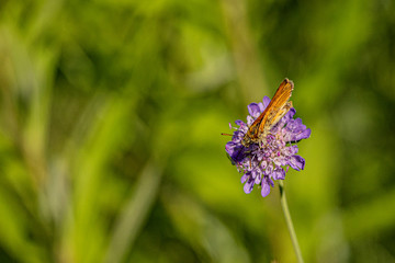 Nature