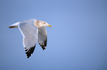 Gull Flight Blue Backgroun