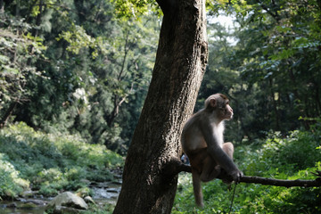 Familia de macacos en el bosque