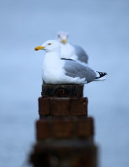 Gulls on Wood Post