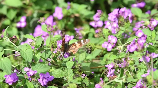HD video of one tattered painted lady butterfly on purple lantana flowers then flies away. The lifespan of a painted lady butterfly is two to four weeks