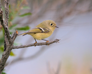 KInglet Bird on Tree Branch