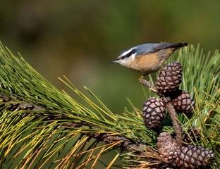 Red Breasted Nuthatch Bird with Pine Cones