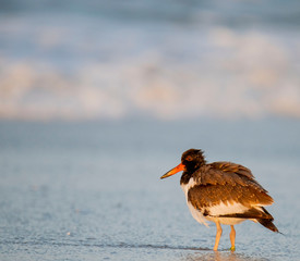 Oystercatcher Chick on Beach Water Background